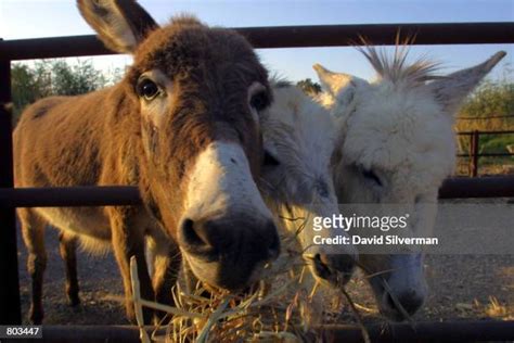 safe haven for donkeys in the holy land